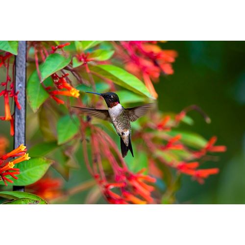 Ditto, Larry 아티스트의 Ruby-throated Hummingbird-Archilochus colubris-hovering작품입니다.